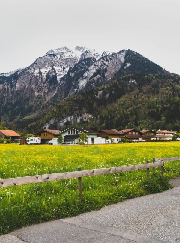 pexels-tranmautritam-720337